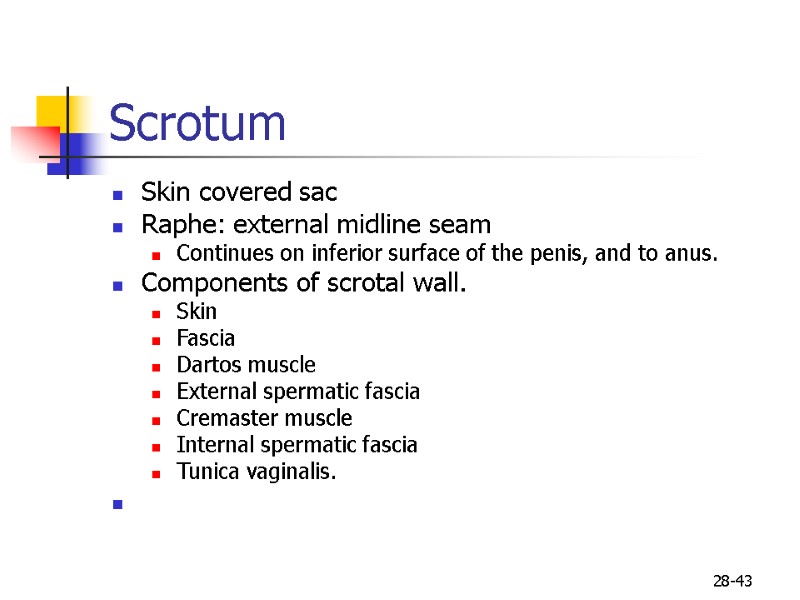 28-43 Scrotum  Skin covered sac  Raphe: external midline seam Continues on inferior